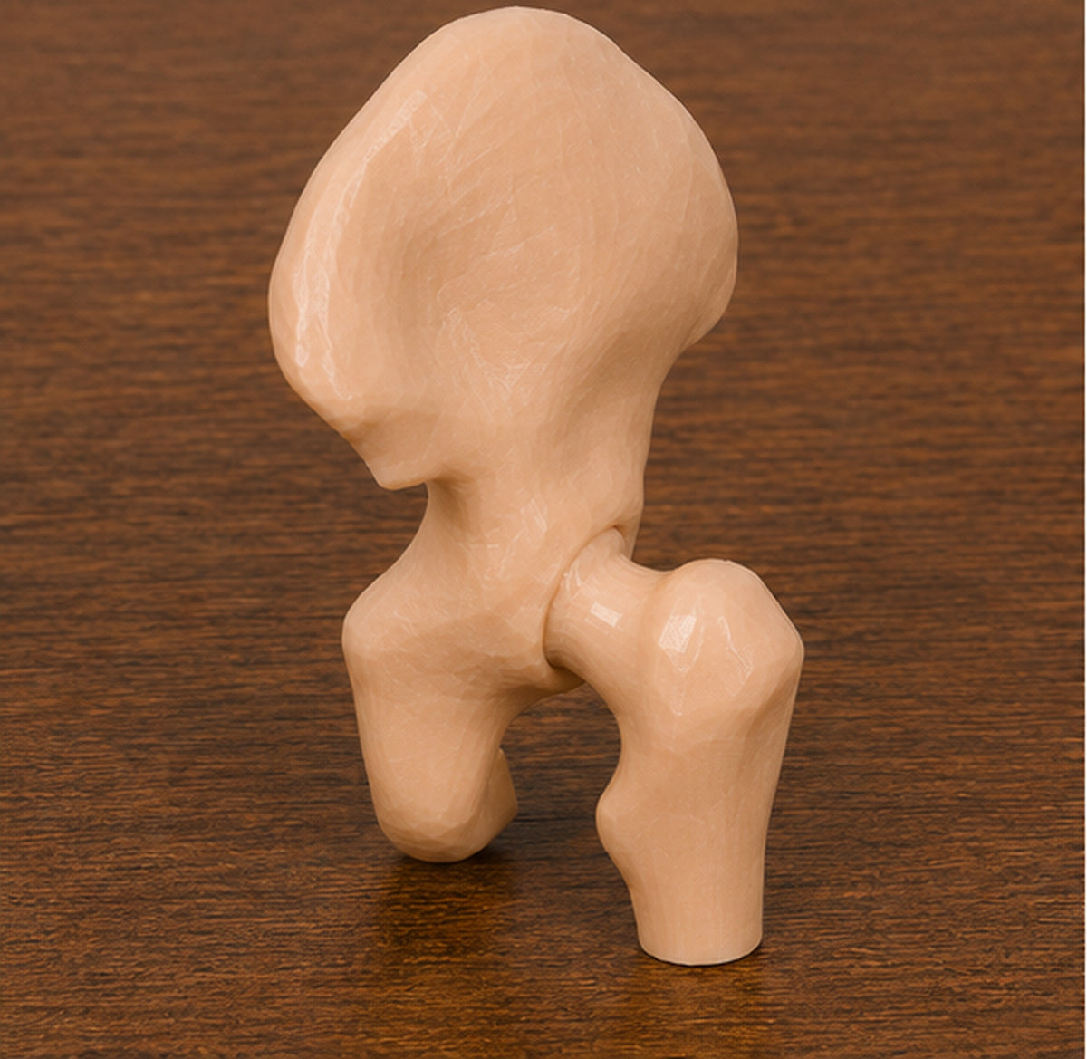 Anatomical Human Hip Joint Model | Rigid Femoral Head and Acetabulum | Orthopedic Surgery & Physical Therapy Display | 175mm or 245mm