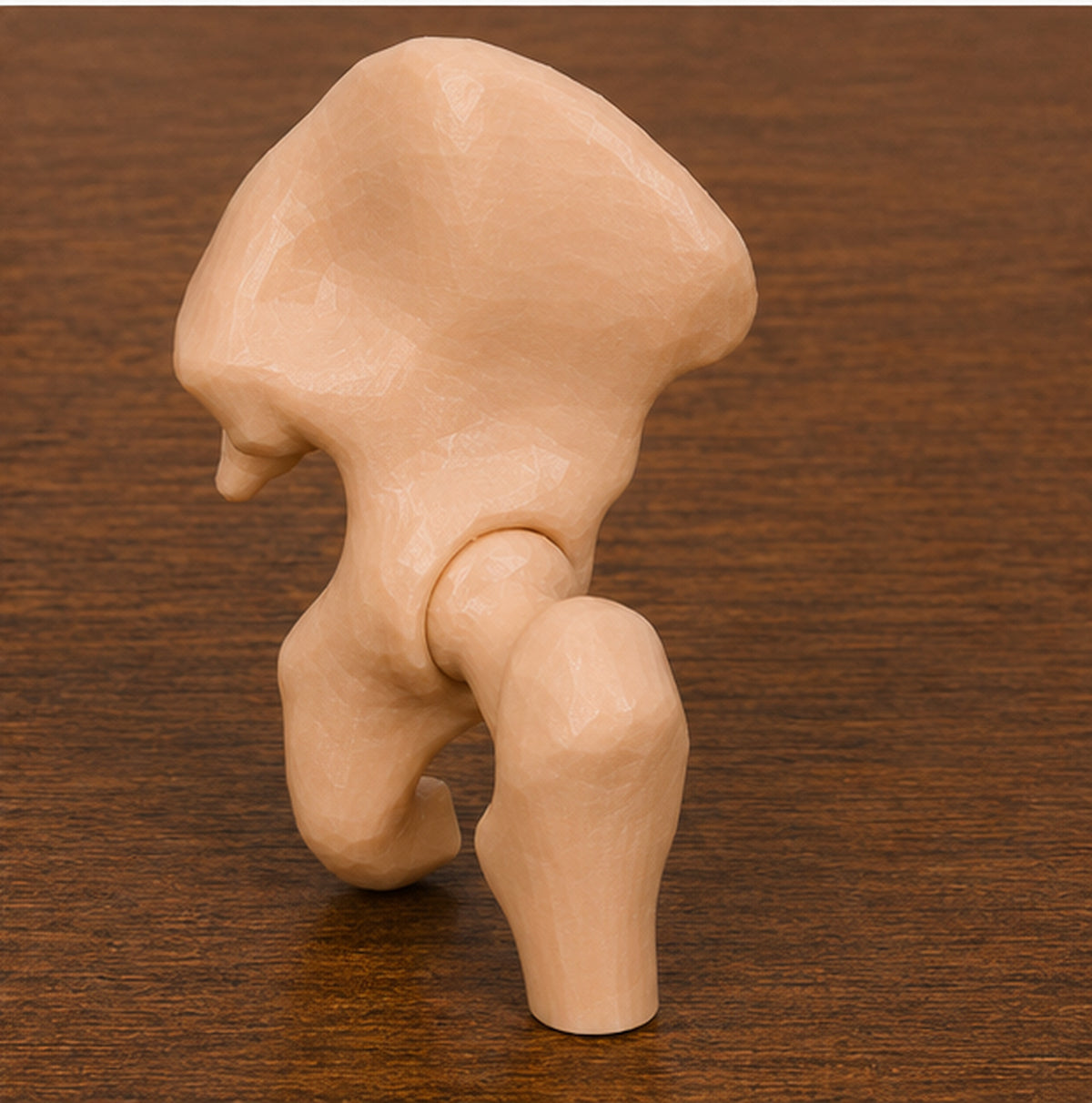 Anatomical Human Hip Joint Model | Rigid Femoral Head and Acetabulum | Orthopedic Surgery & Physical Therapy Display | 175mm or 245mm