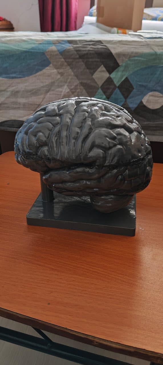 Human Brain and Neuron Cell Models | Neuroscience Education Kit