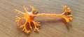 Human Brain and Neuron Cell Models | Neuroscience Education Kit