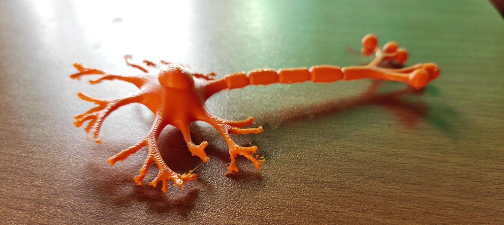 Human Brain and Neuron Cell Models | Neuroscience Education Kit