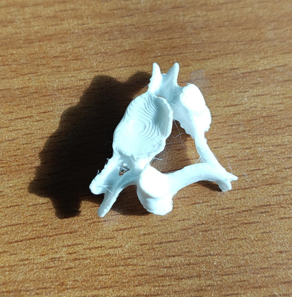 Human Vertebrae Individual Models - Atlas, Axis, Cervical, Thoracic, Lumbar Spine Osteology
