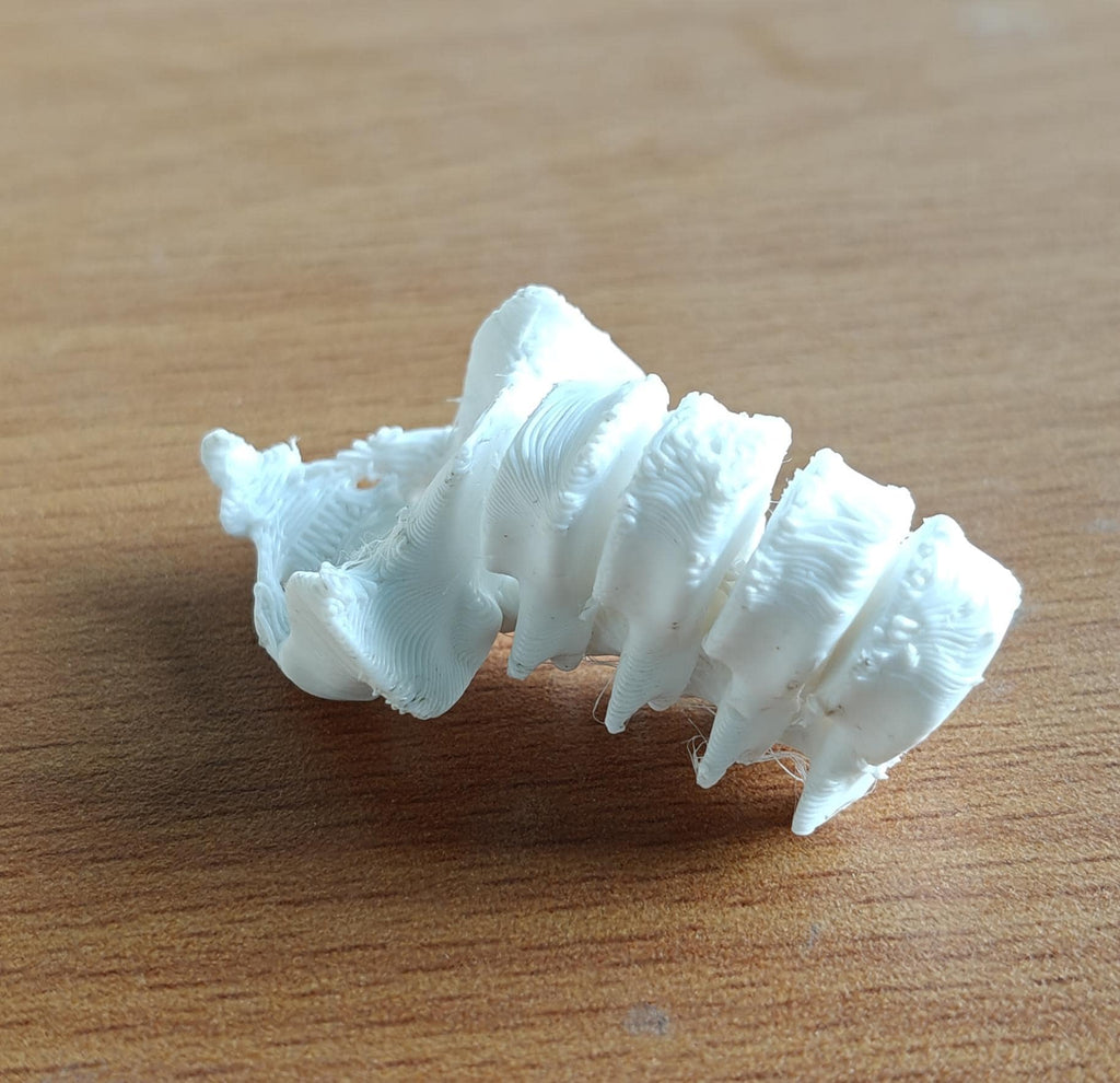 Anatomical Lumbar Spine Model L1-L5 Vertebrae with Sacrum | Medical Education Prop (170mm or 240mm)