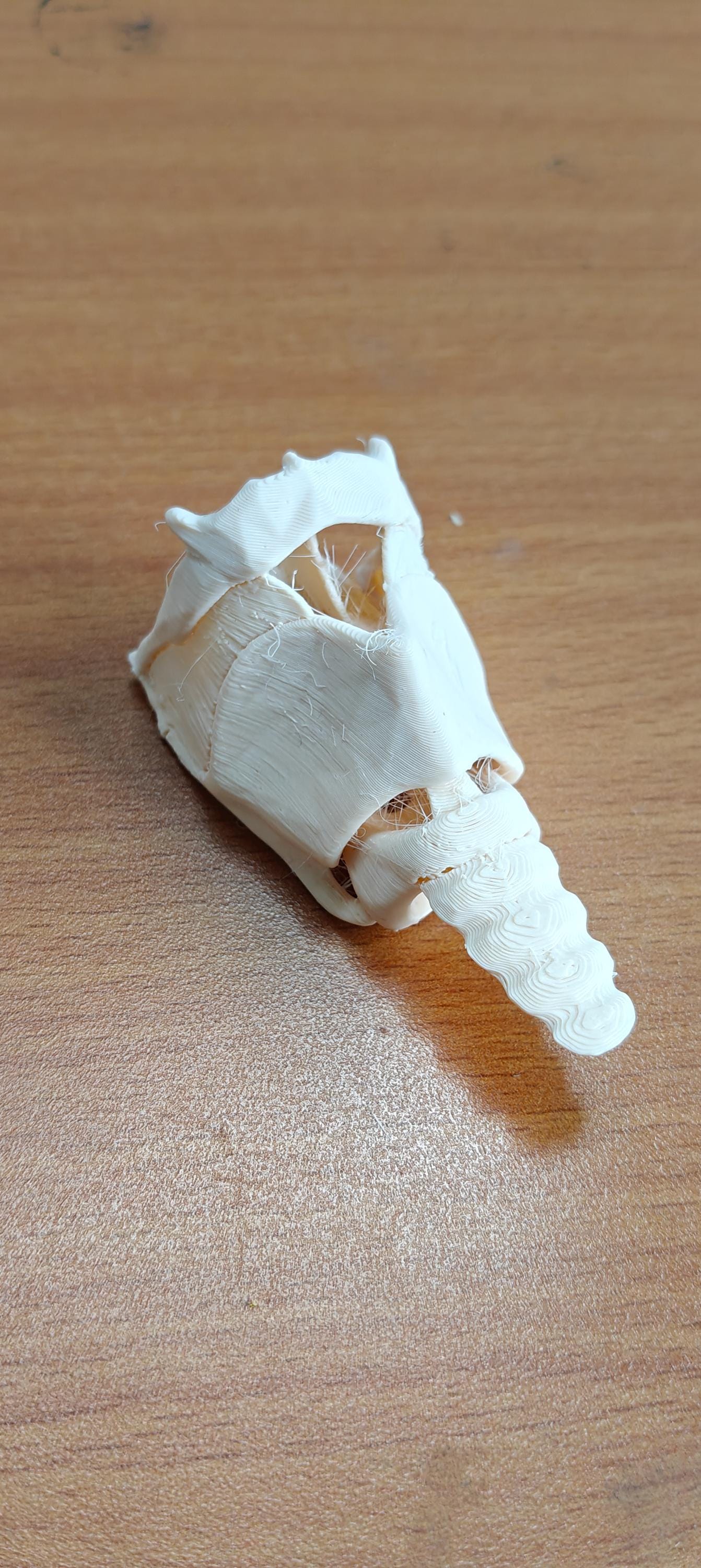 Human Larynx Model | Voice Box Anatomy Display, ENT Speech Therapy Prop (175mm/245mm)