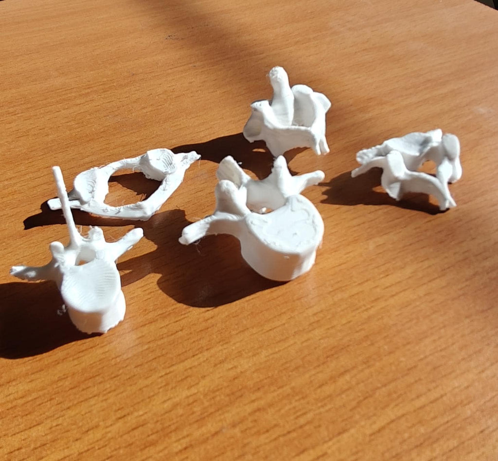 Human Vertebrae Individual Models - Atlas, Axis, Cervical, Thoracic, Lumbar Spine Osteology