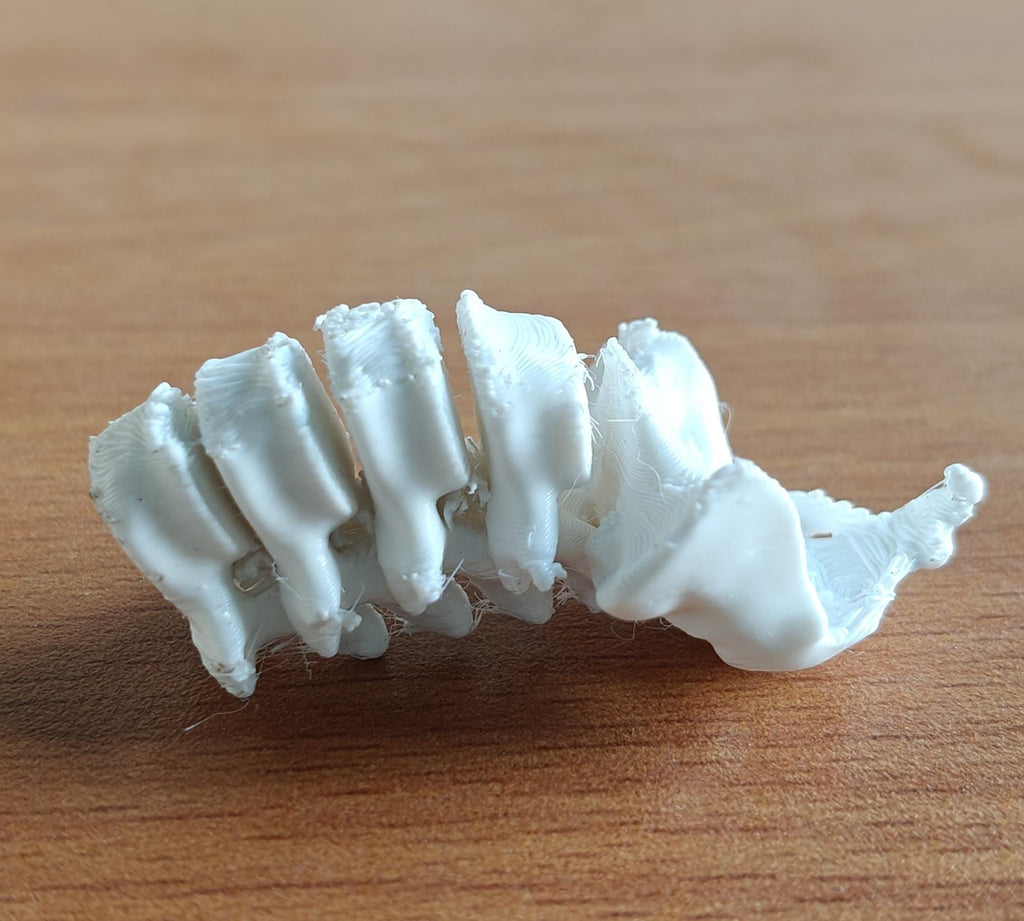 Anatomical Lumbar Spine Model L1-L5 Vertebrae with Sacrum | Medical Education Prop (170mm or 240mm)