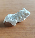 Anatomical Lumbar Spine Model L1-L5 Vertebrae with Sacrum | Medical Education Prop (170mm or 240mm)