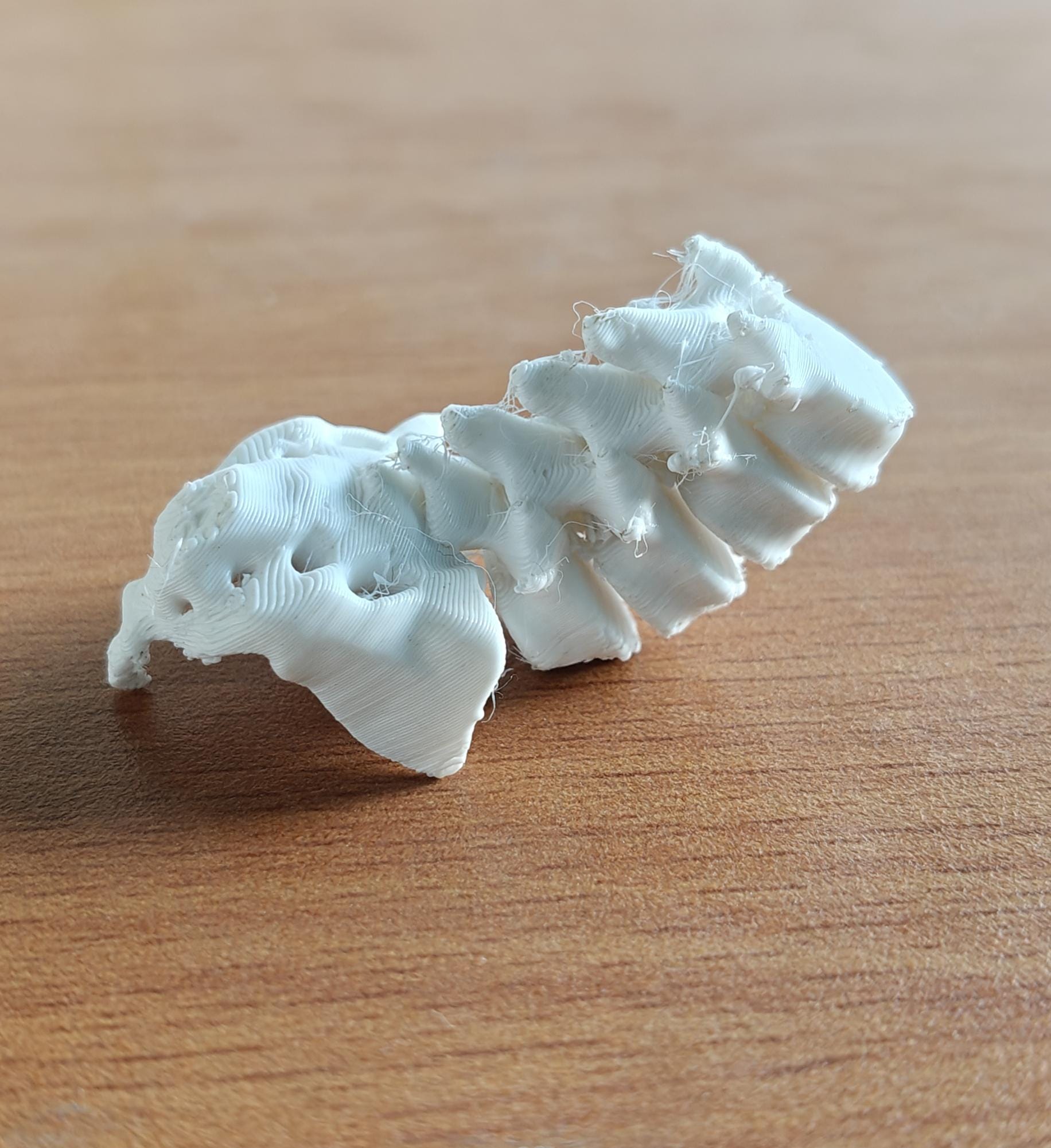 Anatomical Lumbar Spine Model L1-L5 Vertebrae with Sacrum | Medical Education Prop (170mm or 240mm)