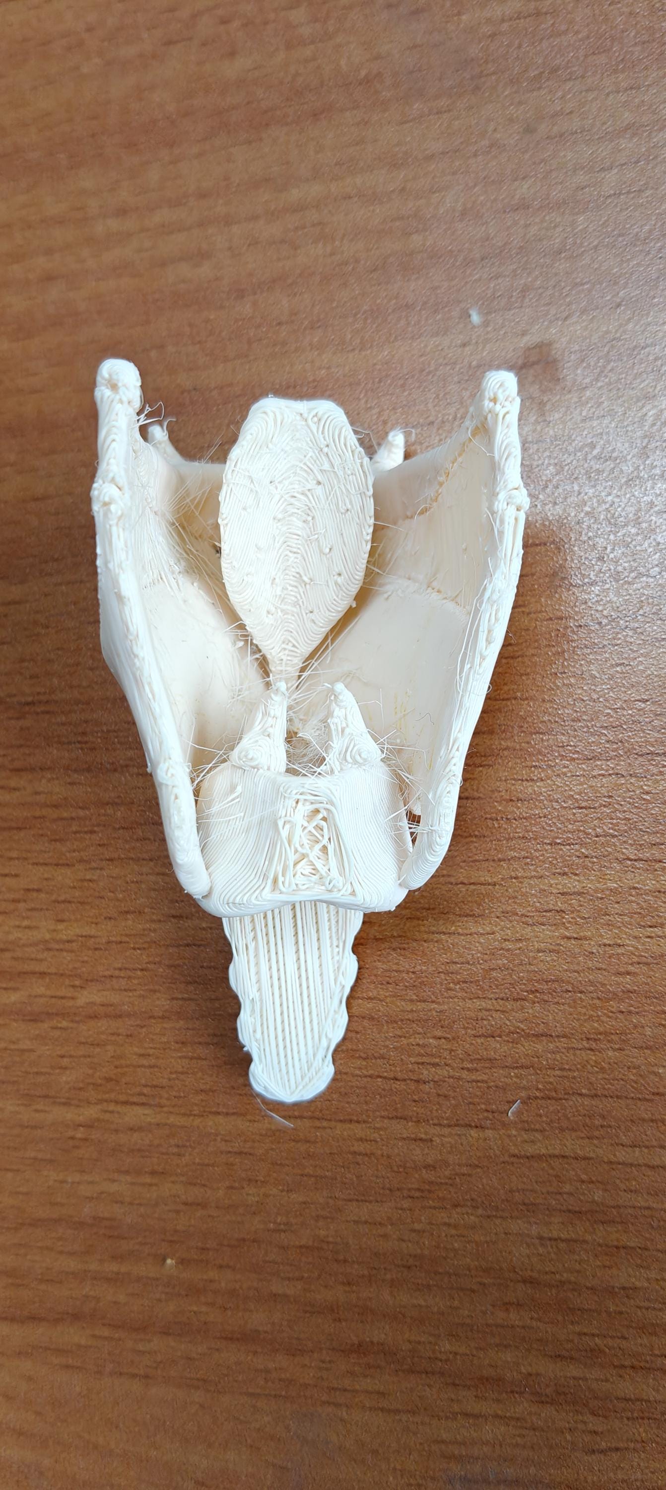Human Larynx Model | Voice Box Anatomy Display, ENT Speech Therapy Prop (175mm/245mm)