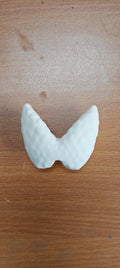Anatomical Thyroid Gland Model | Medical Education Prop, Endocrinology Specialist Display (175mm/245mm)
