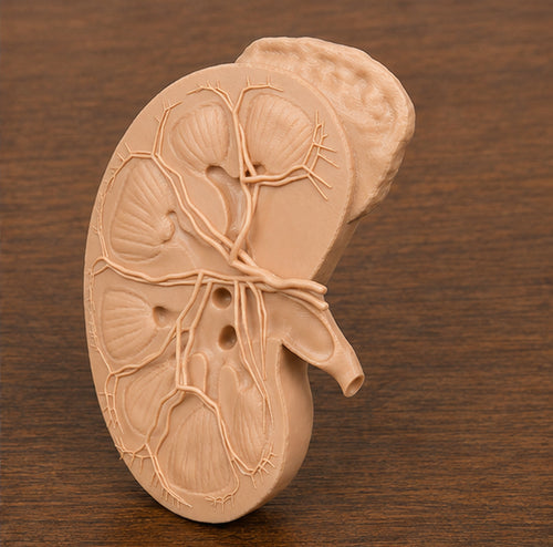 Anatomical Cross-Sectional Human Kidney Model | 3D Printed Renal Pathology Display | Nephrology & Urology Consultation Prop | 175mm or 245mm
