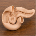 Anatomical Human Pancreas Model | Endocrine and Digestive Gland | Gastroenterology & Endocrinology Consultation Tool | 175mm or 245mm