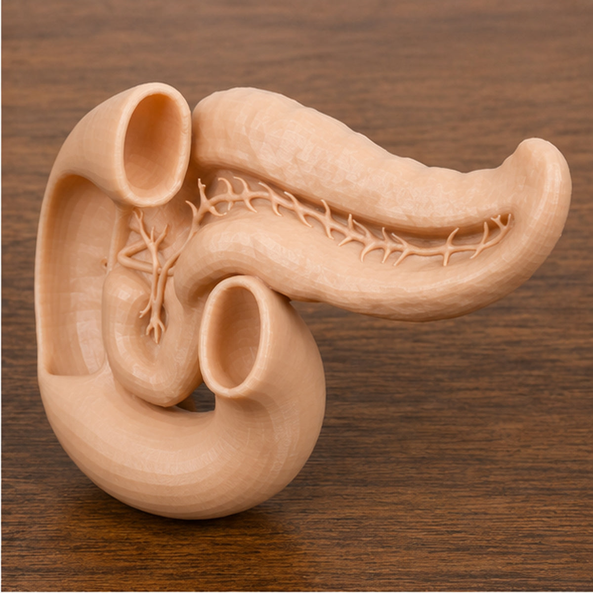 Anatomical Human Pancreas Model | Endocrine and Digestive Gland | Gastroenterology & Endocrinology Consultation Tool | 175mm or 245mm