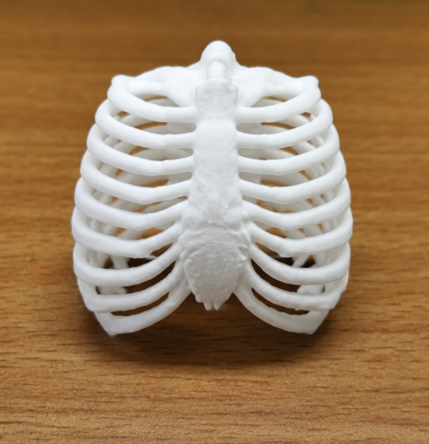 Anatomical Human Rib Cage Model | Thoracic Cage Osteology Display | Sternum & Costal Cartilage Replica | 175mm or 245mm