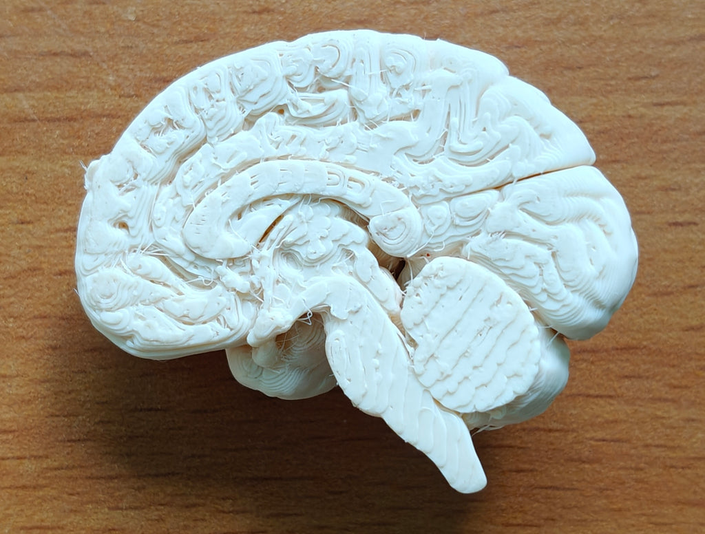 Anatomical Human Brain Cross-Section Model | Coronal and Sagittal Brain Anatomy | Neurology Classroom Display & Neurosurgeon Office Gift