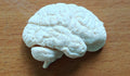 Anatomical Human Brain Cross-Section Model | Coronal and Sagittal Brain Anatomy | Neurology Classroom Display & Neurosurgeon Office Gift
