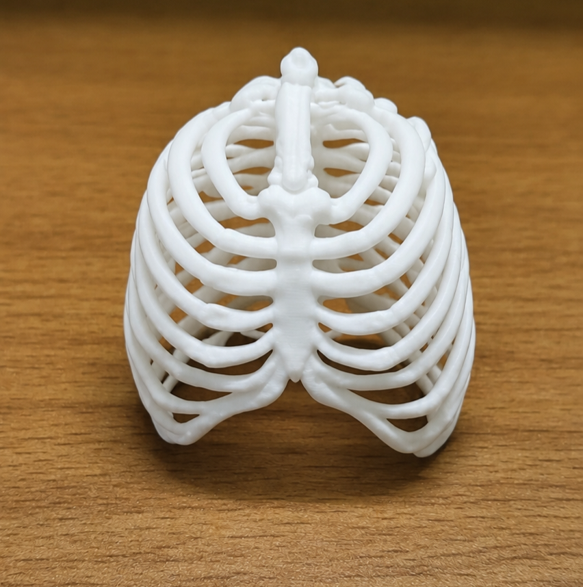 Anatomical Human Rib Cage Model | Thoracic Cage Osteology Display | Sternum & Costal Cartilage Replica | 175mm or 245mm