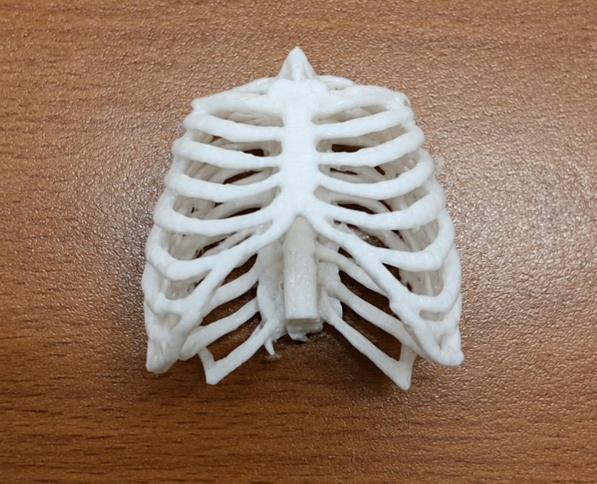 Anatomical Human Rib Cage Model | Thoracic Cage Osteology Display | Sternum & Costal Cartilage Replica | 175mm or 245mm