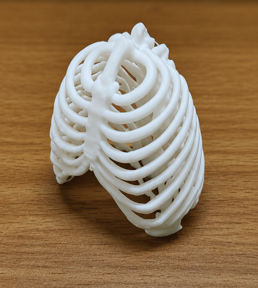 Anatomical Human Rib Cage Model | Thoracic Cage Osteology Display | Sternum & Costal Cartilage Replica | 175mm or 245mm