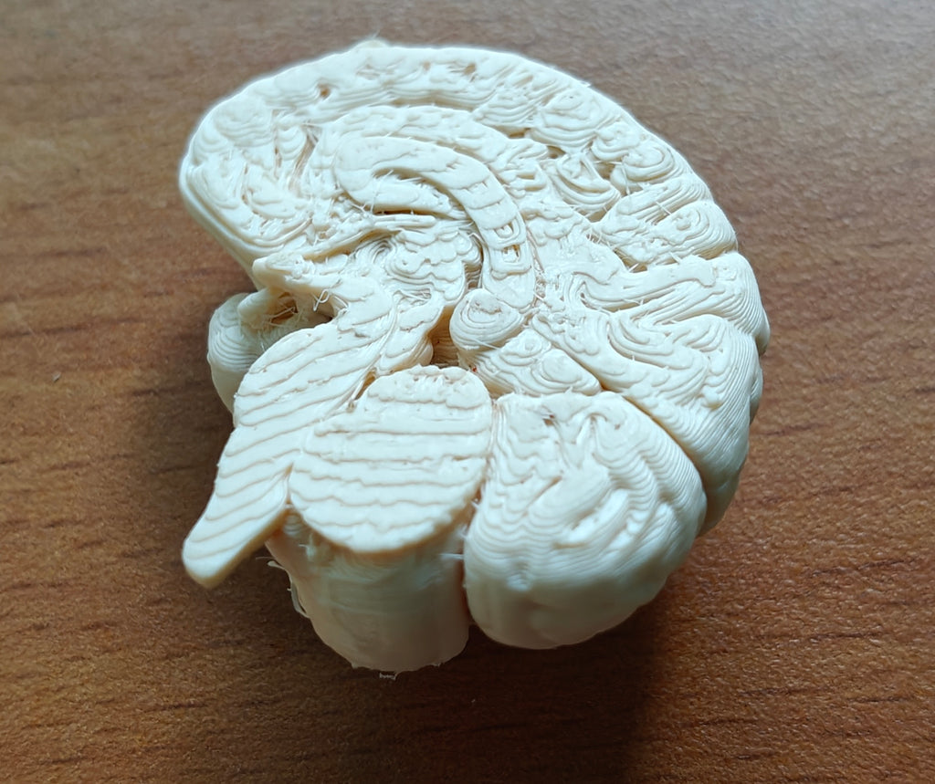 Anatomical Human Brain Cross-Section Model | Coronal and Sagittal Brain Anatomy | Neurology Classroom Display & Neurosurgeon Office Gift
