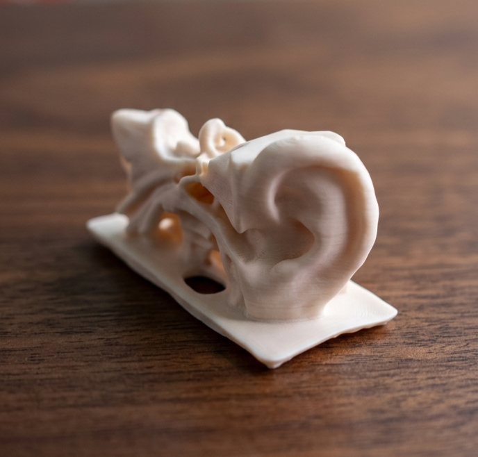 Anatomical Human Ear Anatomy Model | Auditory System Display | Cochlea, Tympanic Membrane, Ear Canal Replica | ENT Doctor & Audiology Gift