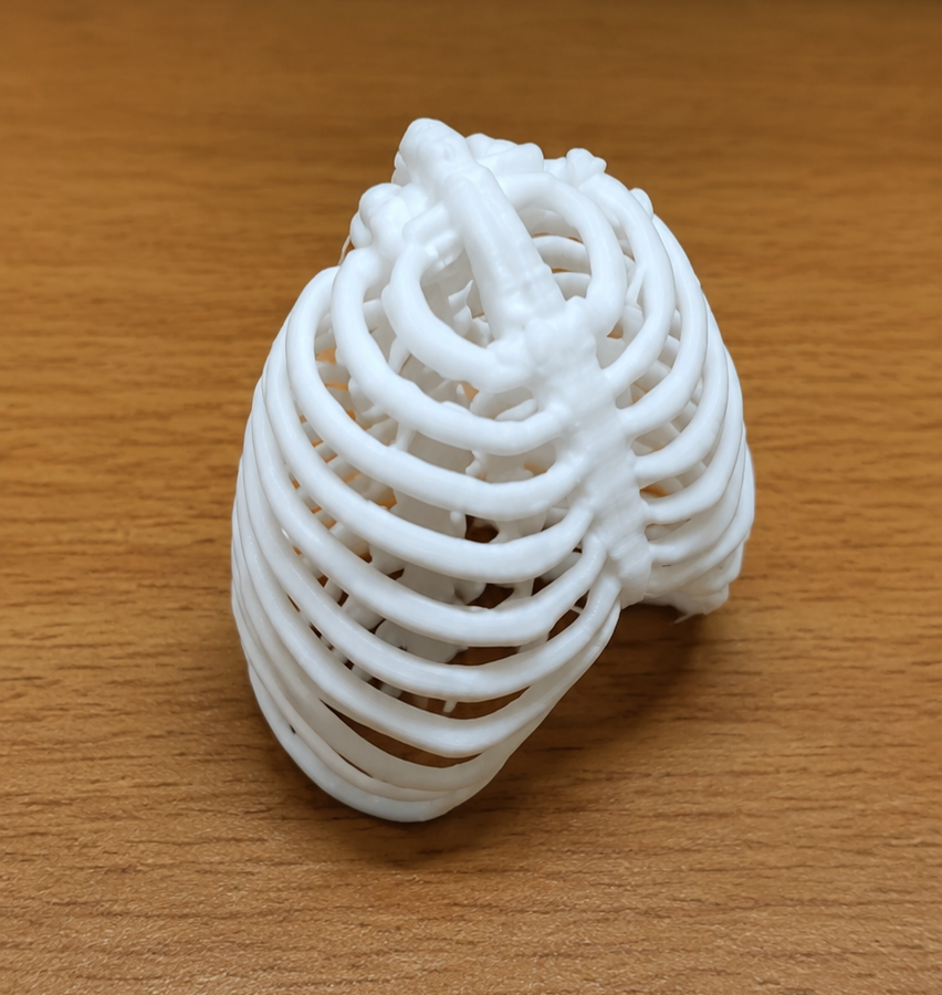 Anatomical Human Rib Cage Model | Thoracic Cage Osteology Display | Sternum & Costal Cartilage Replica | 175mm or 245mm