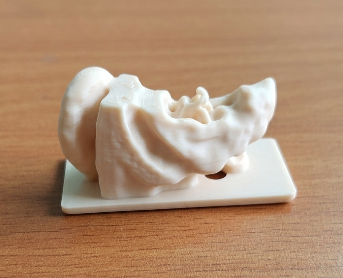 Anatomical Human Ear Anatomy Model | Auditory System Display | Cochlea, Tympanic Membrane, Ear Canal Replica | ENT Doctor & Audiology Gift