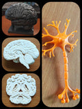 The Neurology Kit - Complete Brain Part | Brain, Neuron, Coronal and Sagittal Section | Neurologist, Neurosurgeon & Psychology Lab Display | 175mm or 245mm